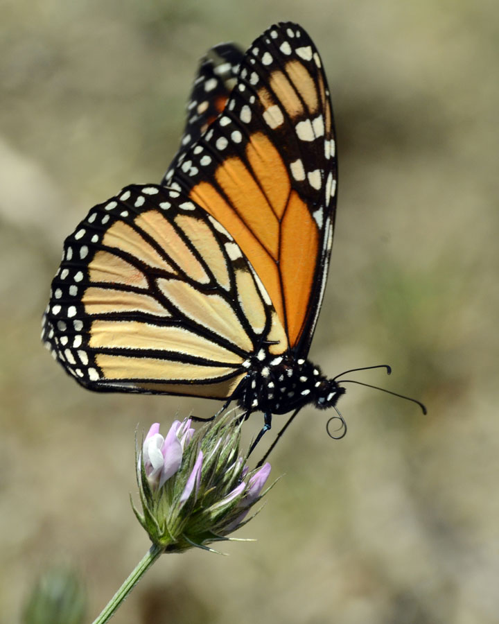 Danaus plexippus m